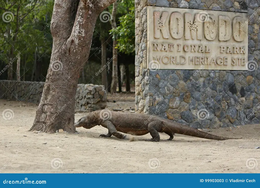 Komodo di habitat aslinya