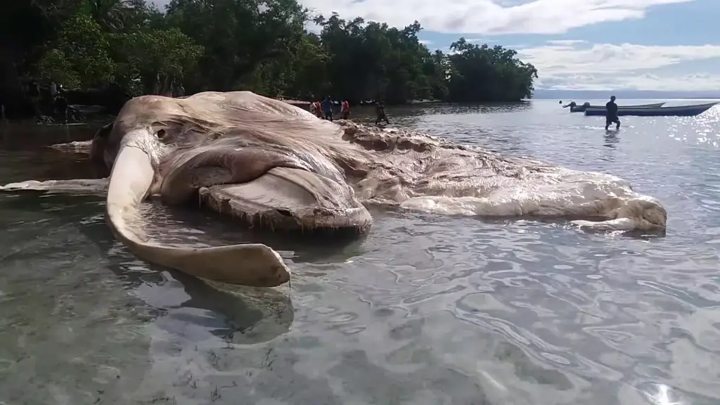 Gambar Laut Misterius di Indonesia